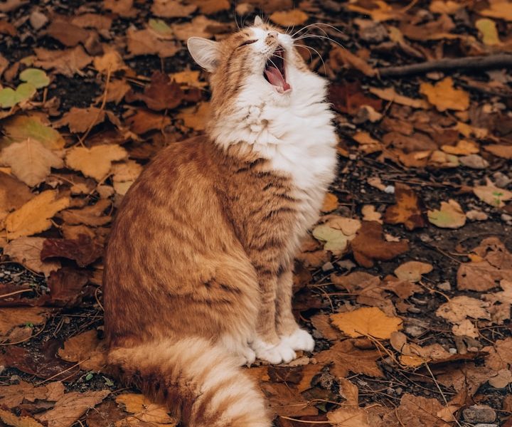 Eine orangefarbene Katze sitzt auf herbstlichem Laub und gähnt.