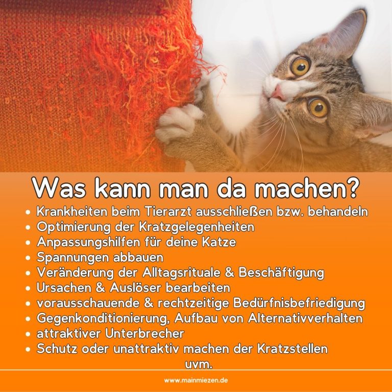 Katze auf einem roten Hintergrund mit Text über Tiergesundheit und Vorsorgemaßnahmen.