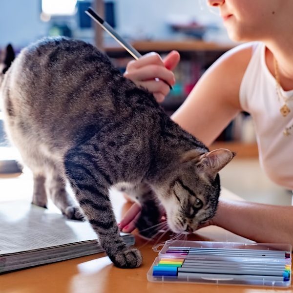 Eine Katze schnüffelt an Stiften, während eine Person am Tisch zeichnet.