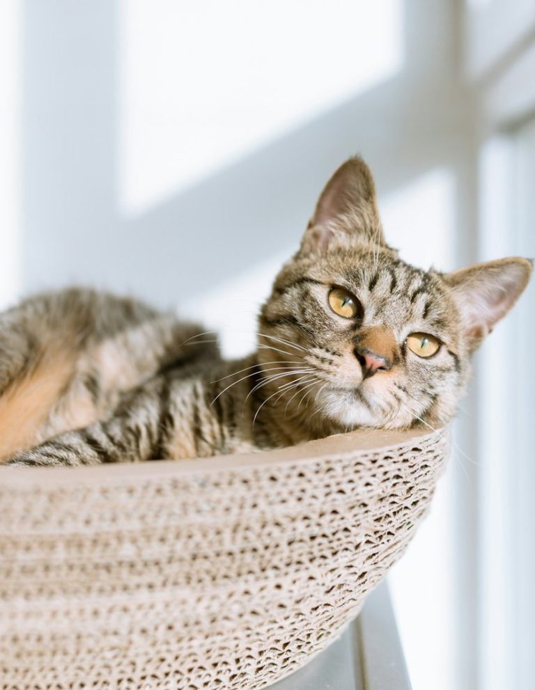 Getigertes Kätzchen liegt entspannt in einem Körbchen mit Sonnenlicht.
