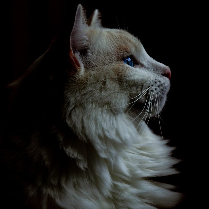 Profilansicht einer hellen Katze mit flauschigem Fell und eindruckvollen blauen Augen.