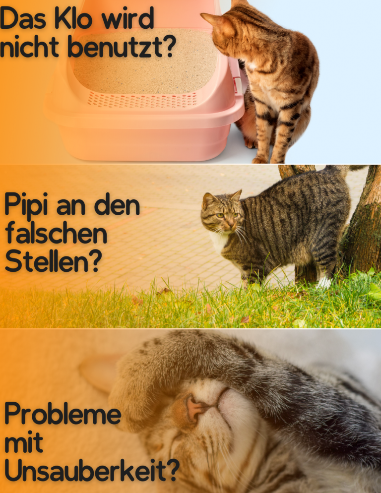 Katze neben Katzentoilette; Hinweise zur Nutzung und Problemen beim Toilettegehen.