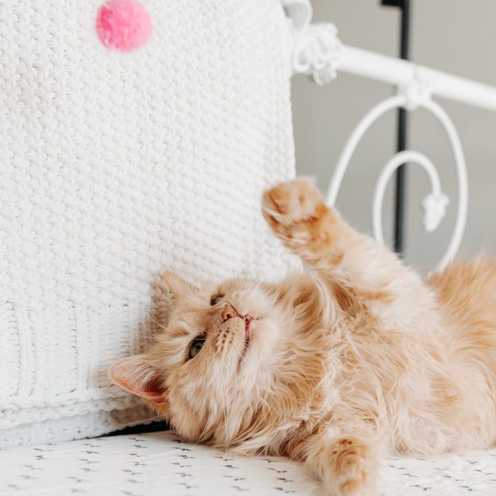 Eine orangefarbene Katze spielt mit einem pinken Bommel auf einem weißen Bett.