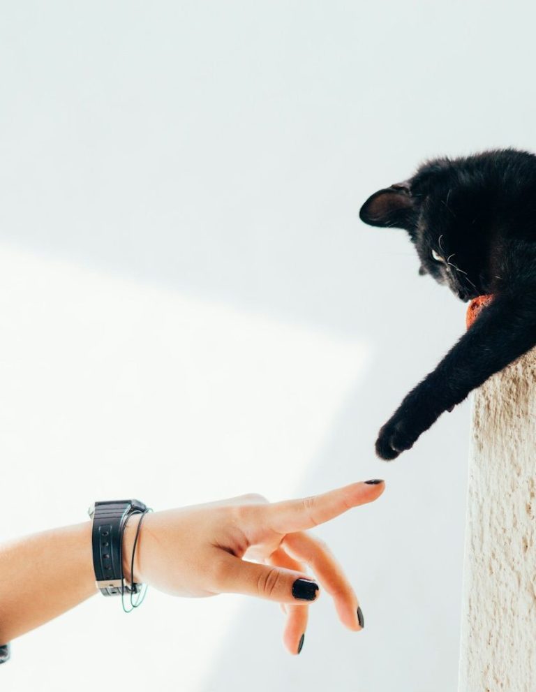 Eine Hand streckt sich nach einer schwarzen Katze, die auf einem Kratzbaum sitzt.