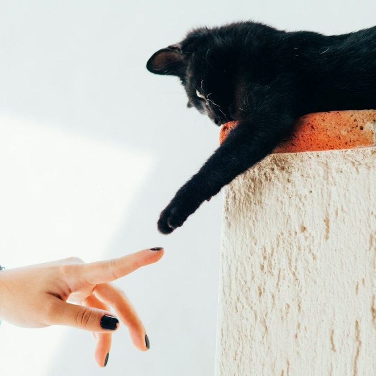 Eine schwarze Katze berührt mit ihrer Pfote eine Hand.