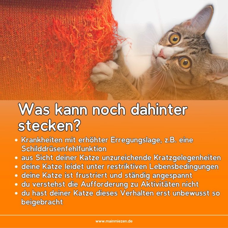 Katzenratgeber: Informationen zu Gesundheitsproblemen und Verhaltensweisen von Katzen.