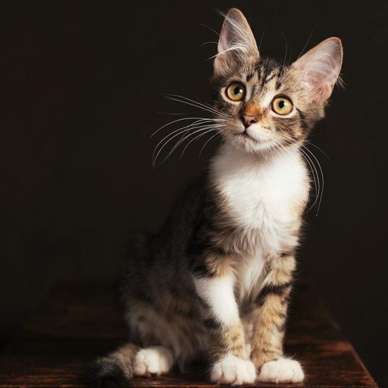 Ein neugieriges, gestromtes Kätzchen mit großen, leuchtenden Augen.