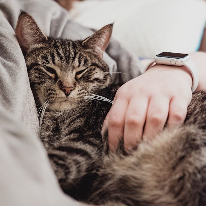 Eine Person hält eine schlafende getigerte Katze auf dem Schoß.