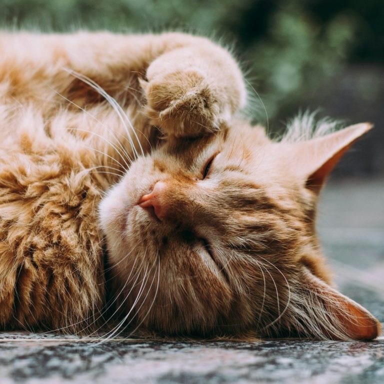 Ein orangefarbener Kater liegt entspannt auf dem Boden und schläft.