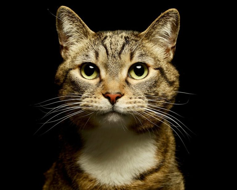 Eine Katze mit großen, leuchtenden Augen und einem deutlichen Gesichtsausdruck auf schwarzem Hintergrund.