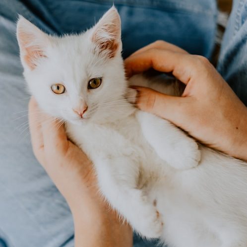 Zwei Hände halten ein weißes Kätzchen, das neugierig in die Kamera schaut.