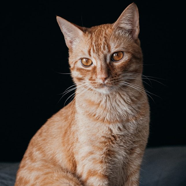 Katzenportrait eines orangefarbenen, kurzhaarigen Katers mit neugierigem Blick.
