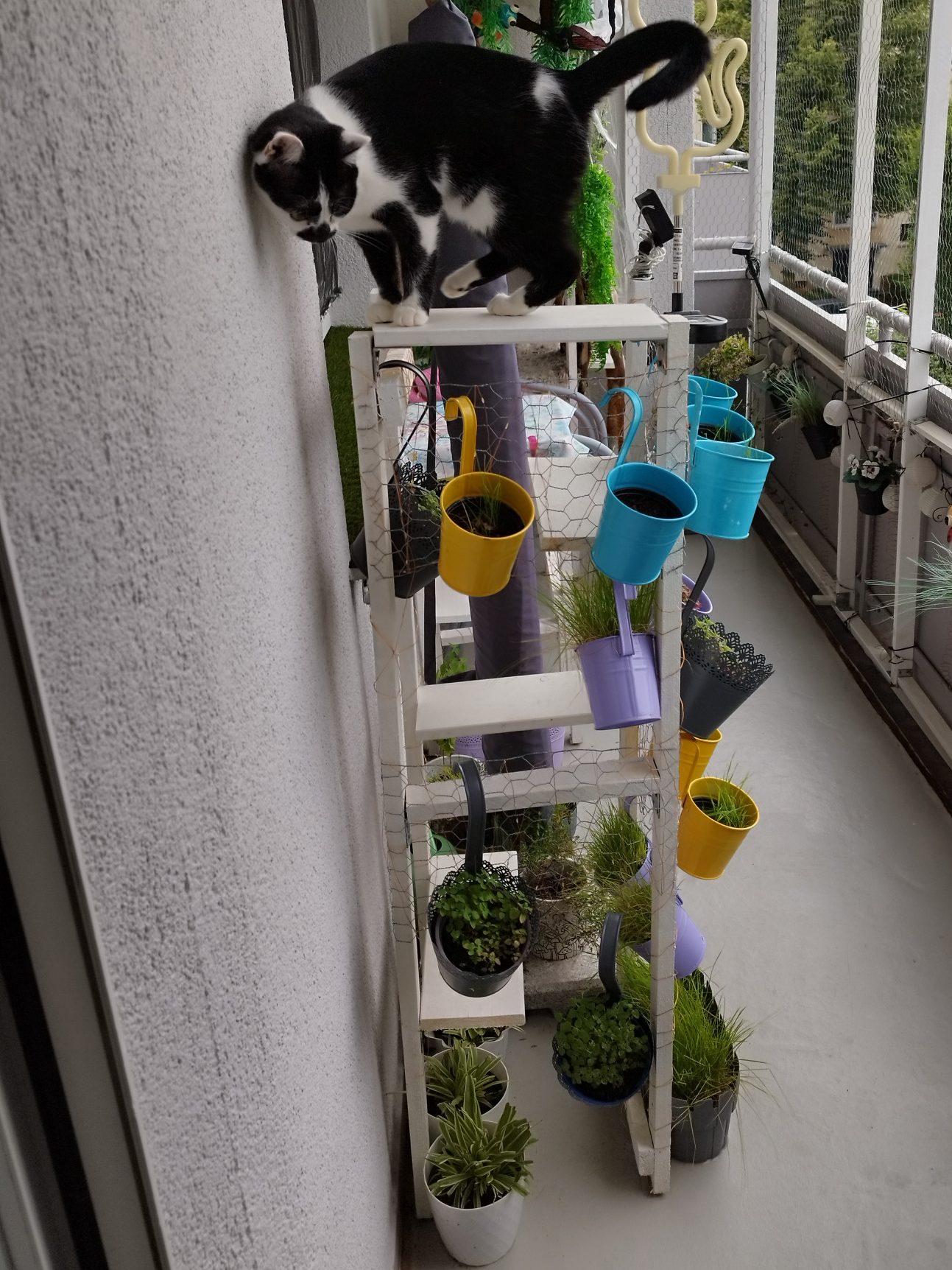 Katzenmöbel gestalten Schwarz-weiße Katze auf einem Pflanzenregal mit bunten Gießkanistern und vielen Pflanzen und Katzengras