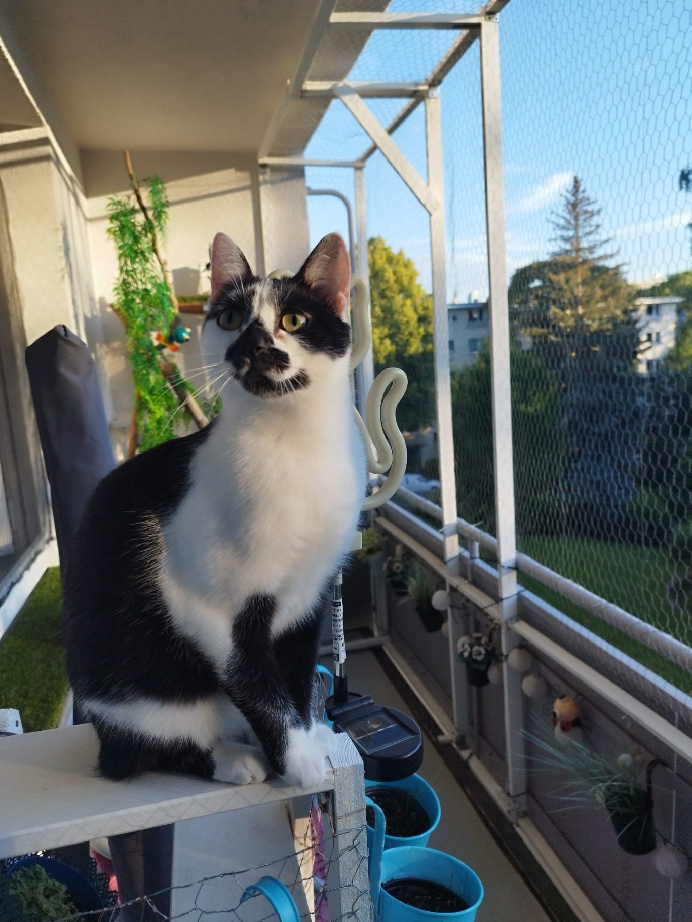 mit Dimensionen den Wohnraum erweitern Schwarz-weiße Katze sitzt auf einem Geländer, draußen mit Pflanzen im Hintergrund.