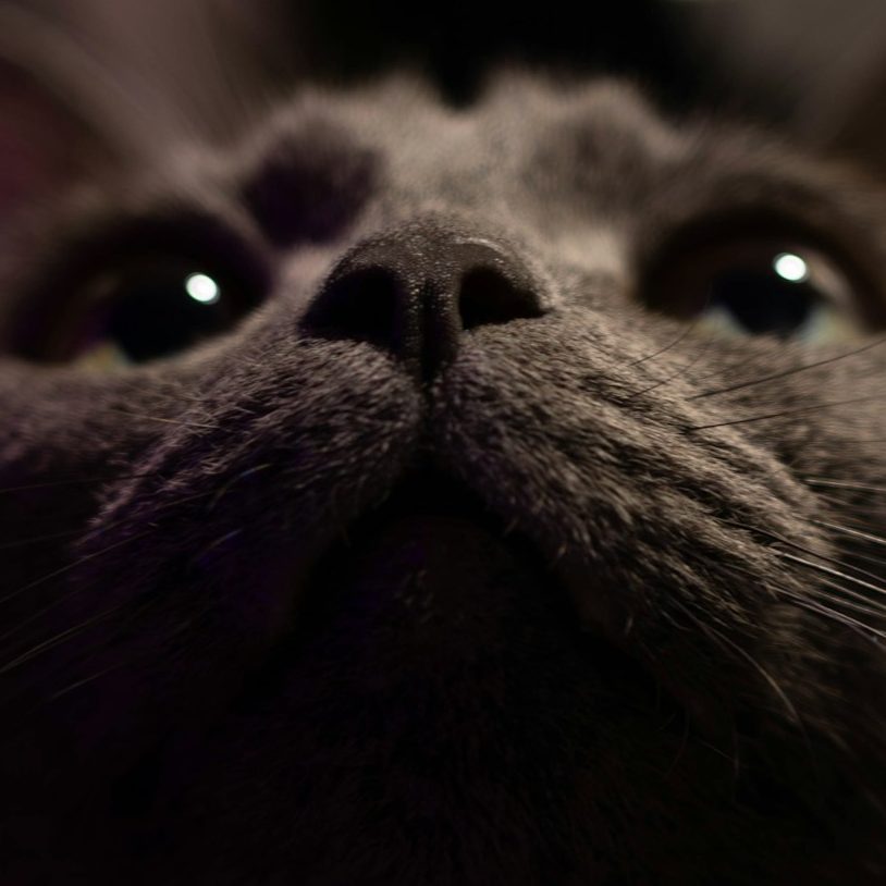 Nahaufnahme von einer grauen Katze mit großen, neugierigen Augen.