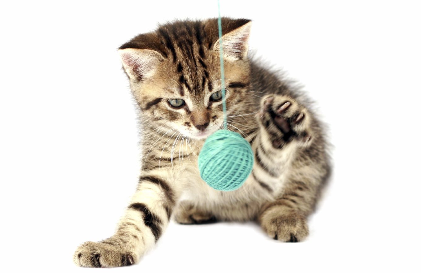 beschäftige deine Katze Kätzchen spielt mit einem grünen Wollknäuel.