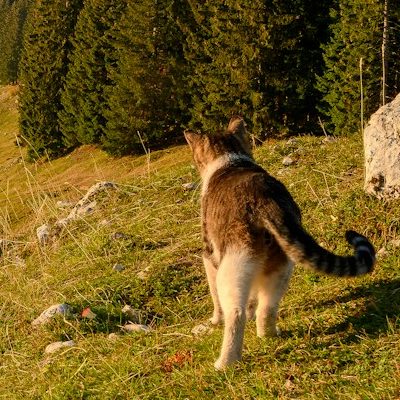 Eine Katze steht auf einer Wiese und schaut in Richtung eines Waldgebiets.