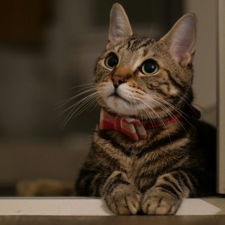 Katzengesicht mit gestreiftem Fell und roter Schleife, schaut interessiert.