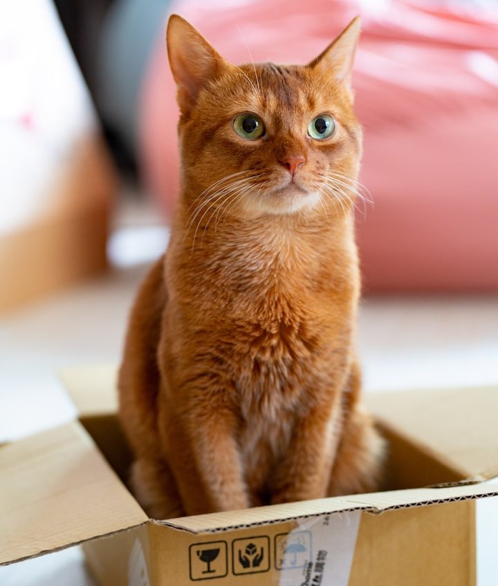 Rote Katze sitzt aufmerksam in einem Karton, umgeben von unscharfen, bunten Hintergründen.