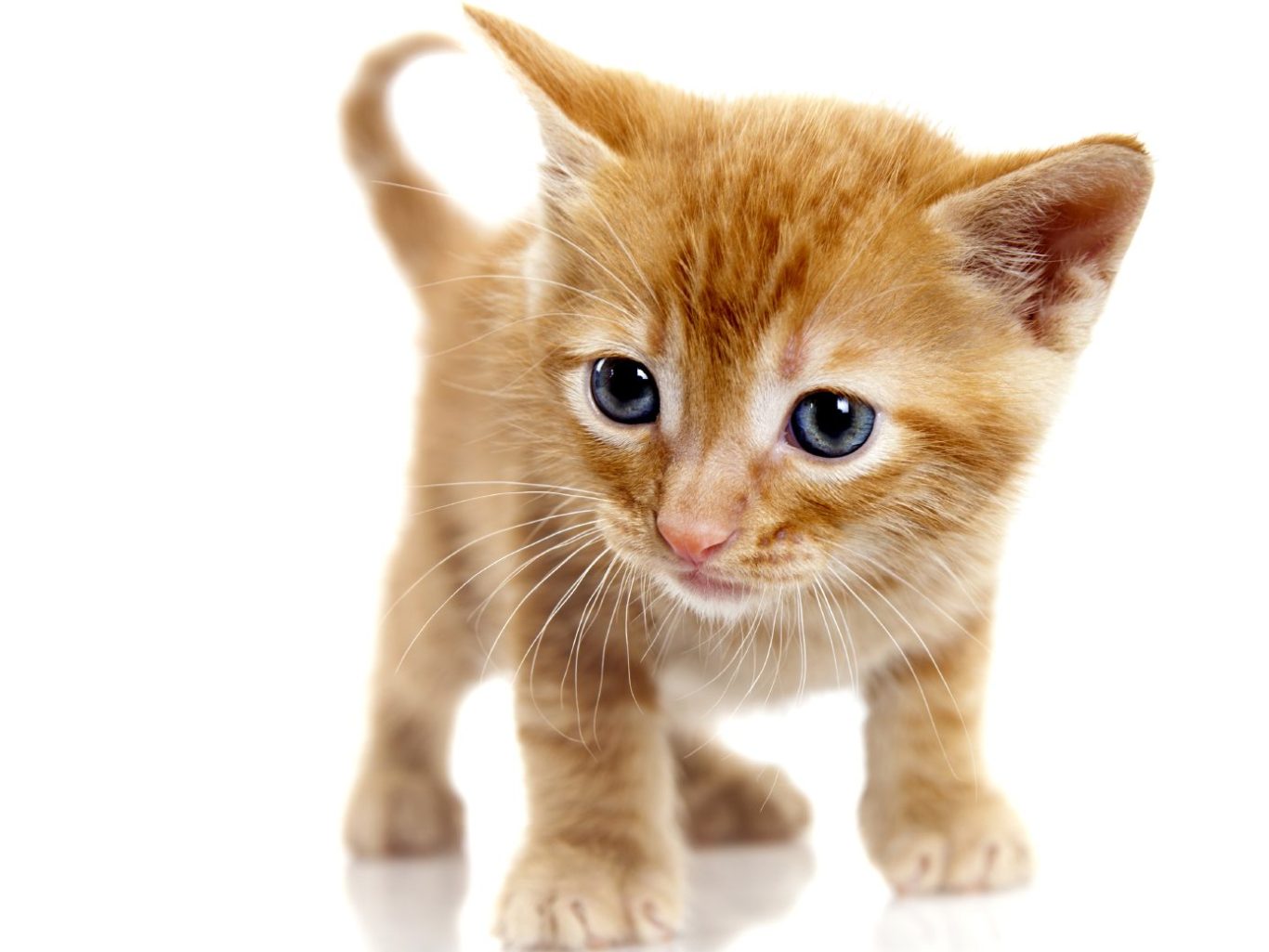 finde das passende Kitten Kätzchen mit orangefarbenem Fell und großen, blauen Augen.