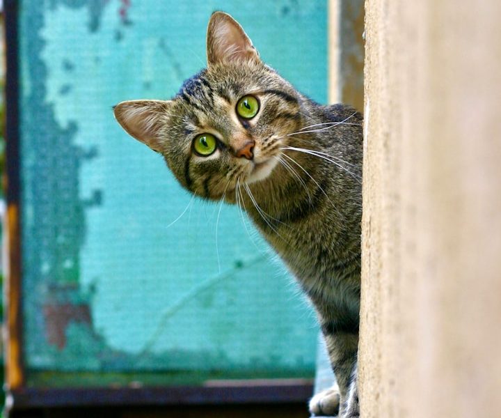 Eine neugierige grau gestreifte Katze blickt um die Ecke.