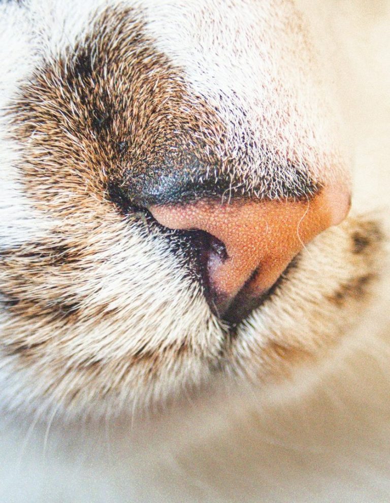 Nahaufnahme einer Katzenschnauze mit Fell und Schnurrhaaren.