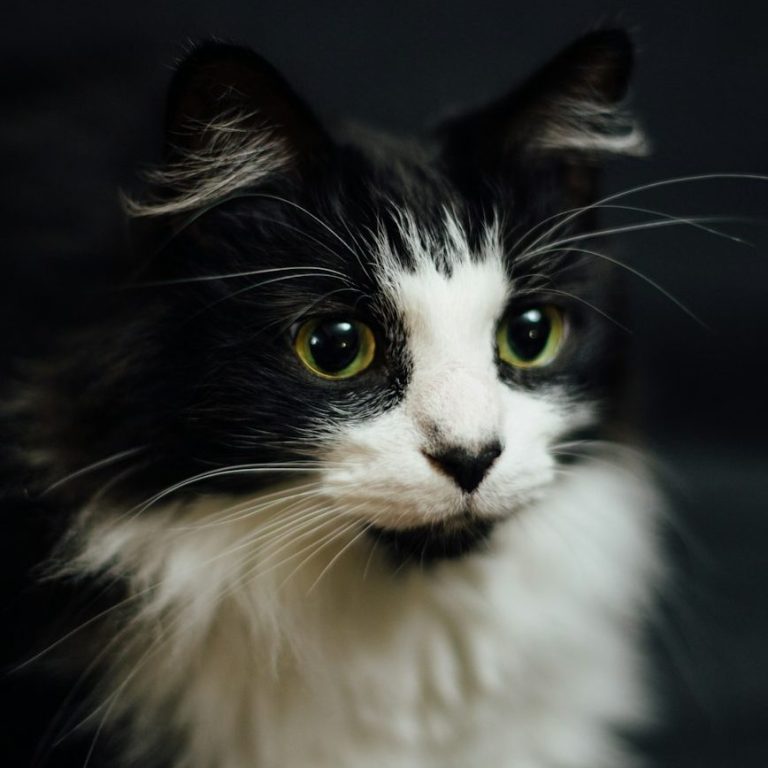 Schwarz-weißer Kater mit großen, leuchtenden Augen und flauschigem Fell.