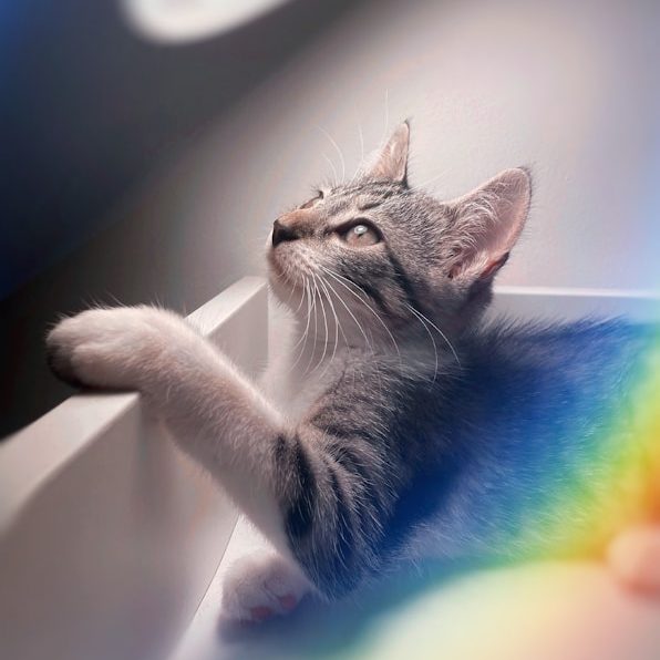 Graue Katze, die neugierig nach oben schaut, mit einer Pfote auf einer weißen Kante.