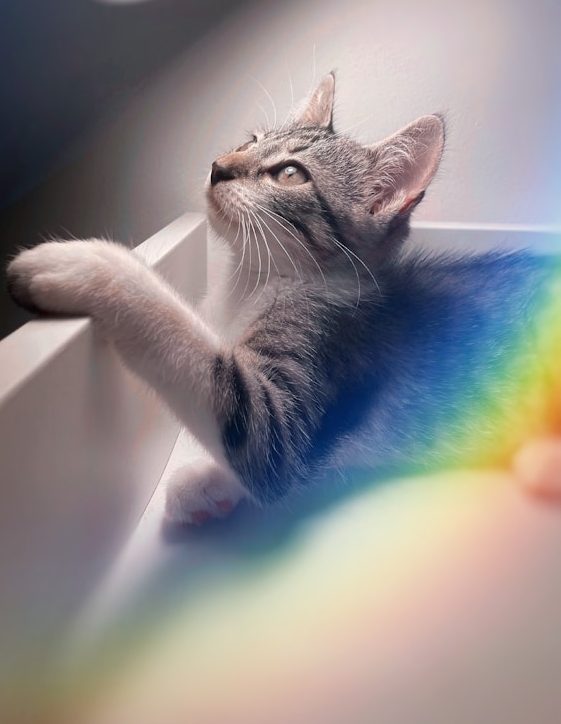 Graue Katze mit ausgestrecktem Vorderbein, schaut nach oben in sanftem Licht.