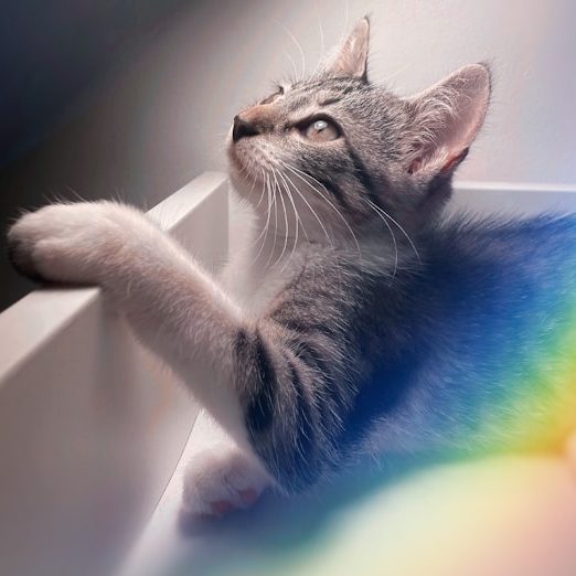 Graue Katze mit erhobenem Kopf, die an einer weißen Kante sitzt und nach oben blickt.