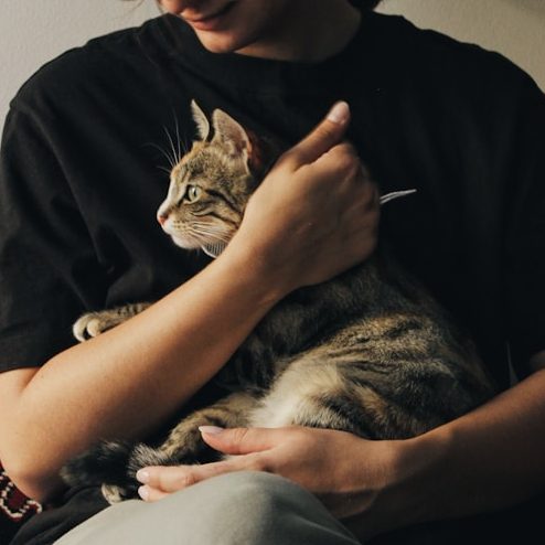 Person hält eine getigerte Katze sanft in den Armen.