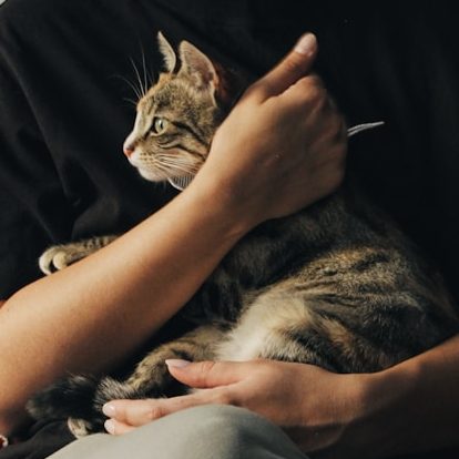 Eine Person hält eine gestreifte Katze in den Armen.