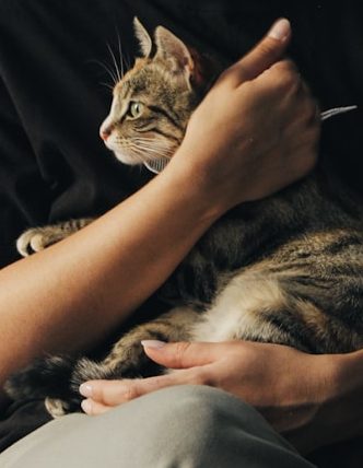 Eine Person hält eine getigerte Katze im Arm.