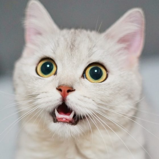 Ein überraschter, weißer Kater mit großen, runden, blauen Augen.