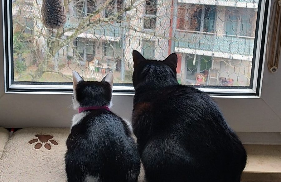 Katzen sinnvoll beschäftigen Zwei Katzen sitzen am Fenster und beobachten einen Vogel im Freien.