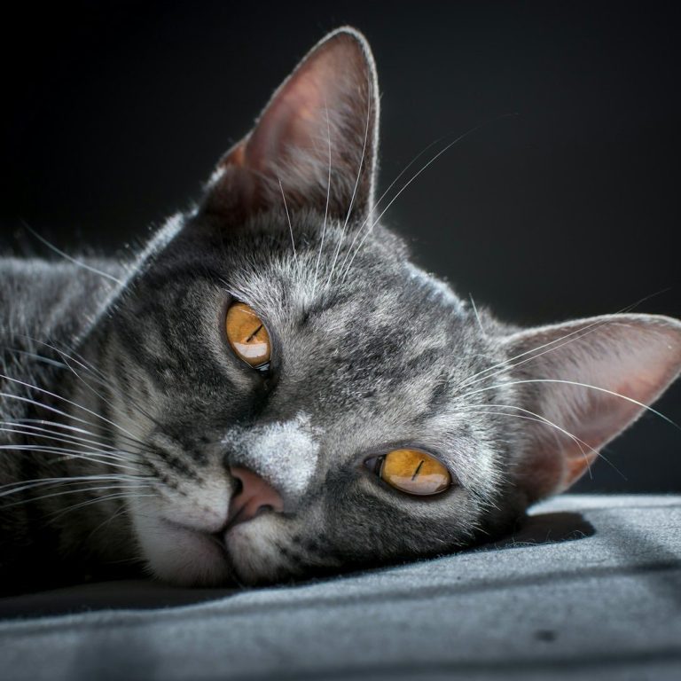 Graue Katze mit leuchtend orangefarbenen Augen, entspannt auf einer Oberfläche liegend.
