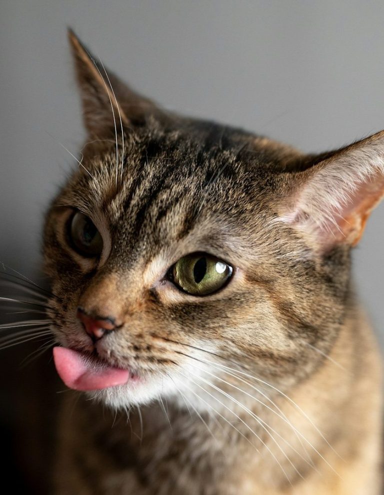 Braun gestreifte Katze leckt sich die Lippen und schaut neugierig.