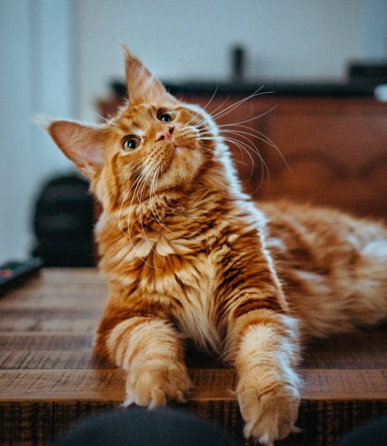 Rote Katze liegt entspannt auf einem Tisch und schaut neugierig nach oben.
