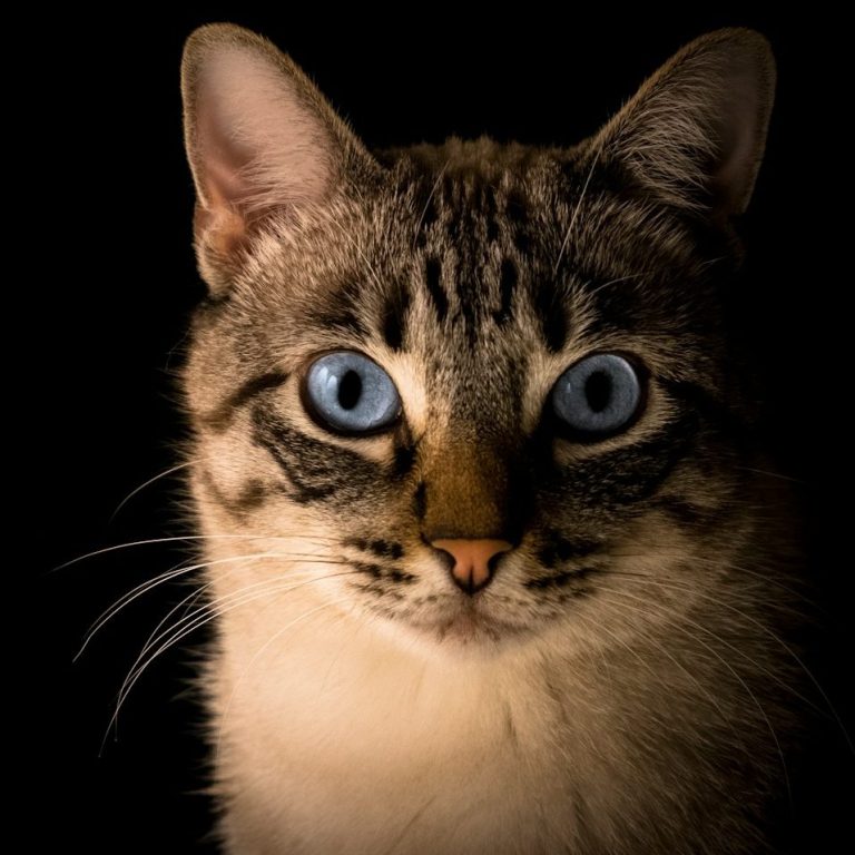 Nahaufnahme einer Katze mit strahlend blauen Augen vor dunklem Hintergrund.