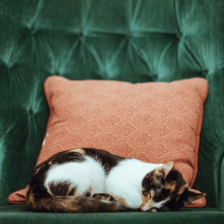 Eine schlafende Katze liegt auf einem roten Kissen auf einem grünen Sessel.