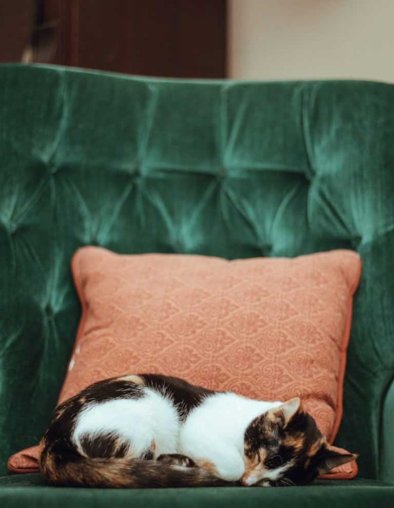 Schlafende Katze auf einer grünen Couch mit einem dekorativen Kissen.