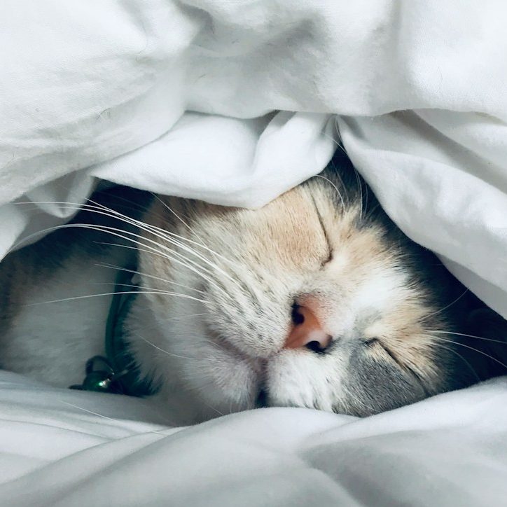 Schlafende Katze, eingekuschelt in einer Decke, mit geschlossenen Augen.