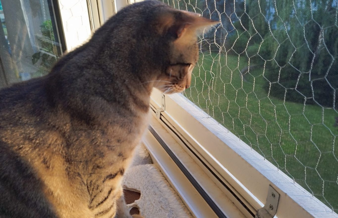 Fenster absichern, Katze schützen Graue Katze sitzt am Fenster und schaut aufmerksam nach draußen.