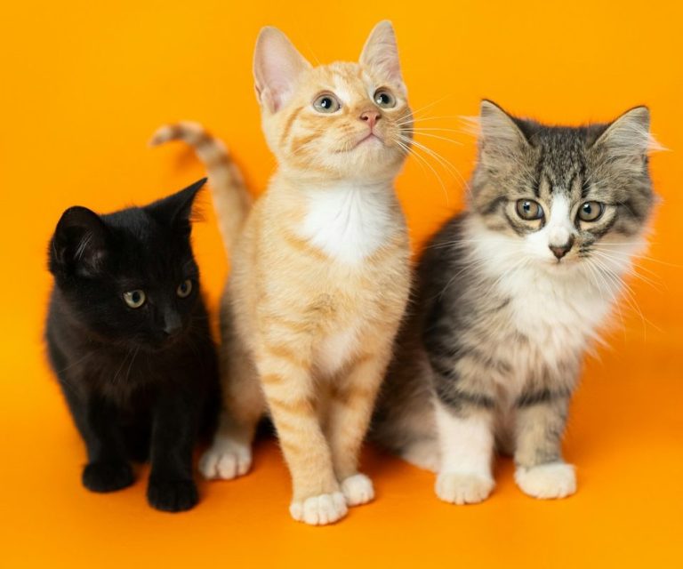 Drei Katzen: eine schwarze, eine orange und eine getigerte, vor orangefarbenem Hintergrund.