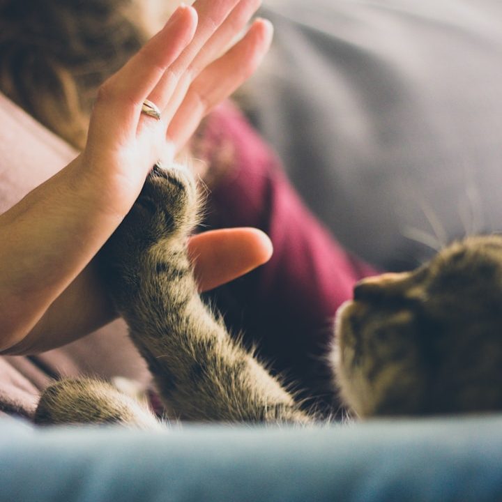 Eine Hand berührt sanft die Pfote einer Katze.