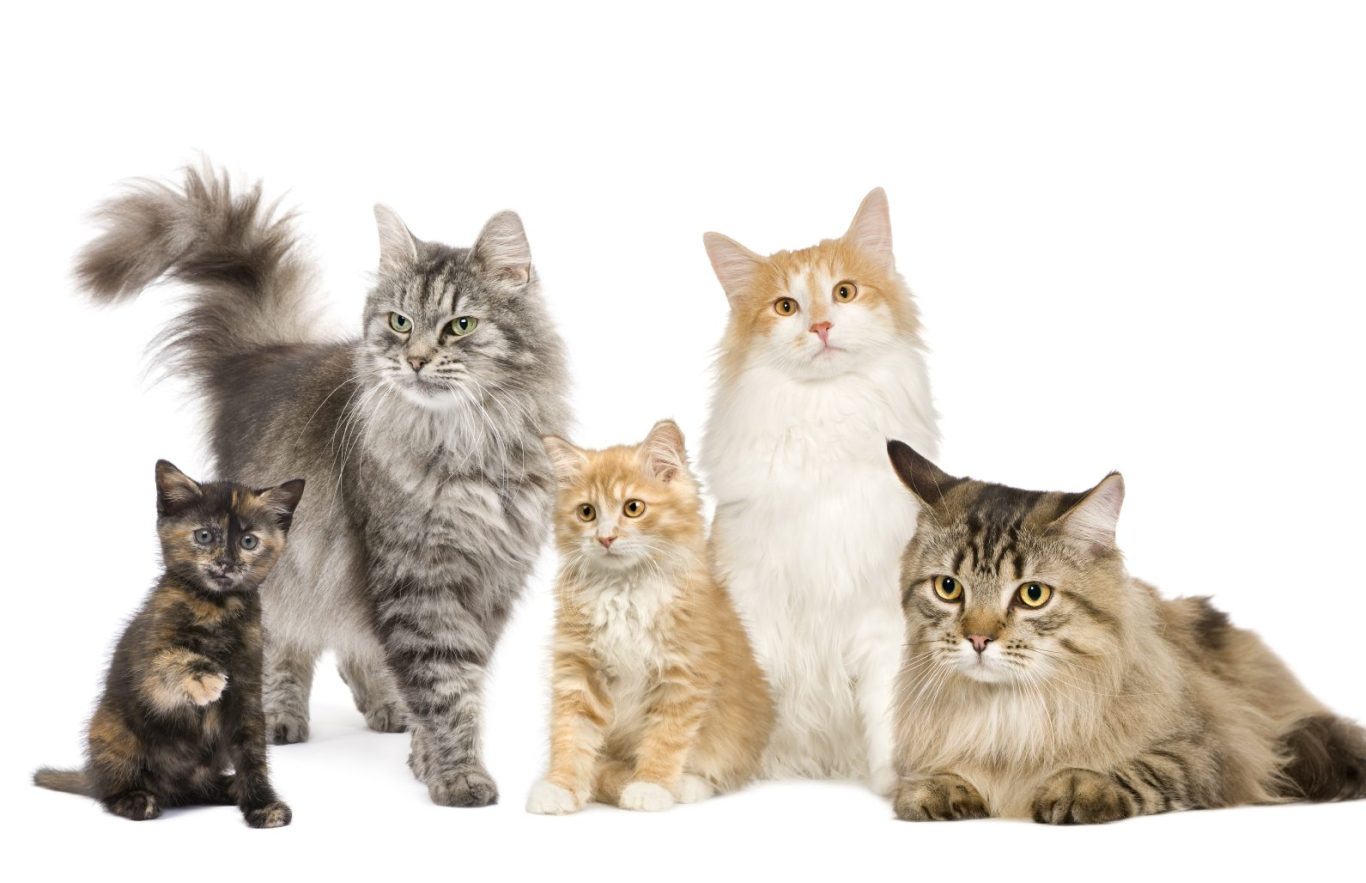 verschiedene Katzenrassen Fünf Katzen unterschiedlicher Katzenrassen und Farben, die zusammen sitzen.