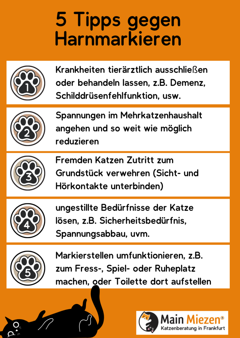Fünf Tipps zum Schutz von Katzen vor gesundheitlichen und anderen Risiken.