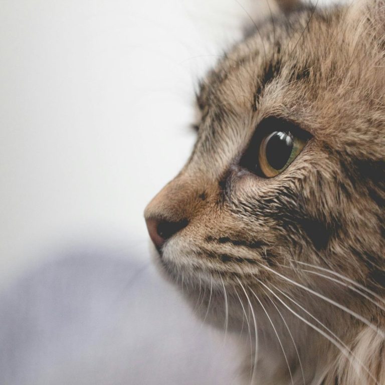 Profilansicht einer grau getigerten Katze mit großen, neugierigen Augen.