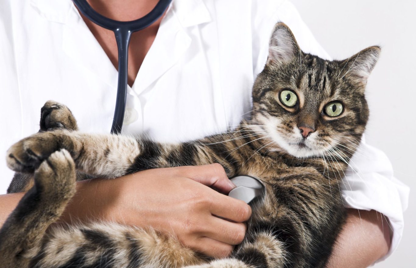Tierarzt untersucht eine getigerte Katze mit einem Stethoskop. Verhaltenstraining machen, die Katze hat Angst vor der Behandlung beim Arzt