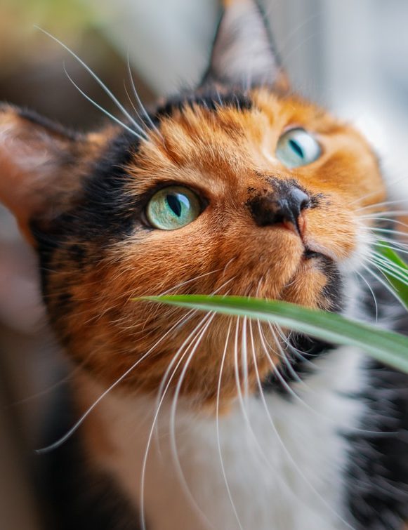 Eine neugierige dreifarbige Katze mit grünem Blick, die Gras im Mund hält.